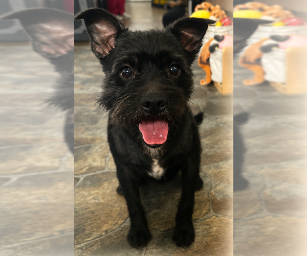 Medium Photo #1 Mutt Puppy For Sale in Sistersville, WV, USA