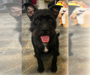 Mutt Dogs for adoption in Sistersville, WV, USA