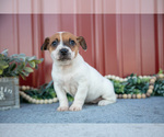 Puppy Gabby Jack Russell Terrier
