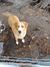 Goberian Dogs for adoption in FARMVILLE, NC, USA