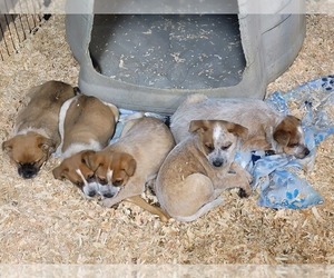 Australian Cattle Dog-Texas Heeler Mix Puppy for sale in LONGVIEW, WA, USA