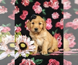 Golden Retriever Puppy for sale in OXFORD, PA, USA