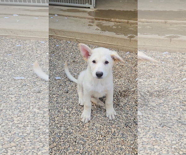 Medium Photo #1 Mutt Puppy For Sale in Estherville, IA, USA