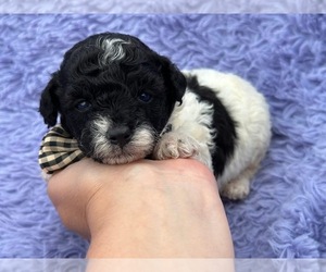 Poodle (Toy) Puppy for Sale in CAMPBELLSVILLE, Kentucky USA