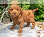 Puppy Scottie Goldendoodle (Miniature)