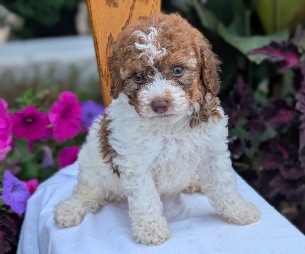 Medium Photo #7 Maltipoo (Toy) Puppy For Sale in GOSHEN, IN, USA