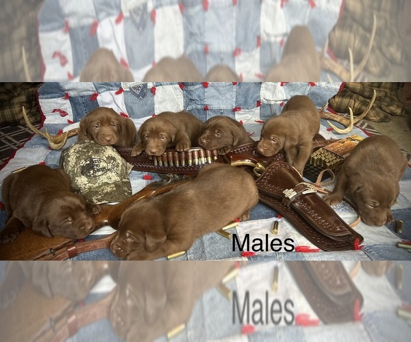 Medium Photo #7 Labrador Retriever Puppy For Sale in RUTHERFORDTON, NC, USA