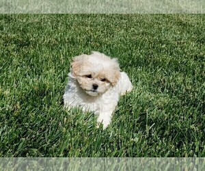 Maltipoo Puppy for Sale in ROSEVILLE, California USA