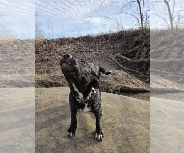 Medium Photo #2 Mutt Puppy For Sale in Germantown, OH, USA