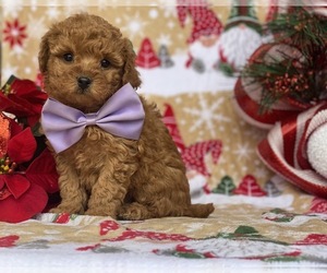 Poodle (Toy) Puppy for sale in LANCASTER, PA, USA
