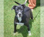 Small #4 American Staffordshire Terrier-Labrador Retriever Mix