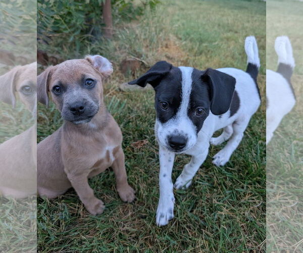 Medium Photo #4 Mutt Puppy For Sale in Davis, CA, USA