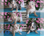 Small #8 English Bulldog