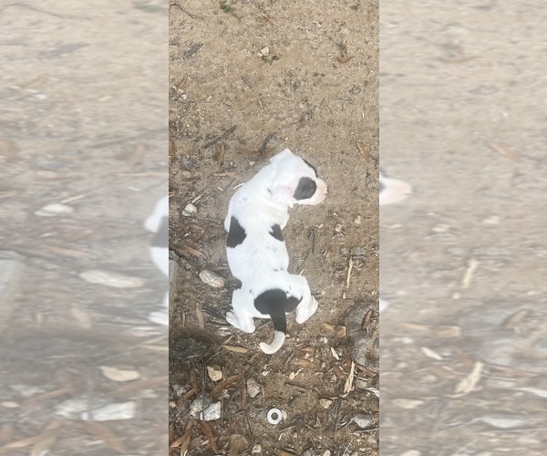 Medium Photo #1 American Pit Bull Terrier Puppy For Sale in STAFFORD, VA, USA