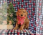 Small Goldendoodle (Miniature)