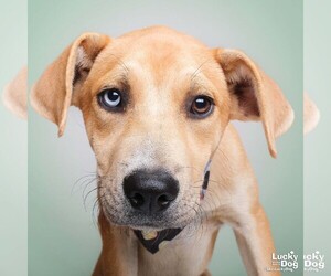 Labrador Retriever-Retriever Mix Dogs for adoption in Washington, DC, USA