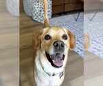 Small #1 Labrador Retriever Mix