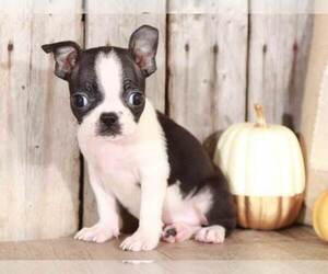 Boston Terrier Puppy for sale in MOUNT VERNON, OH, USA