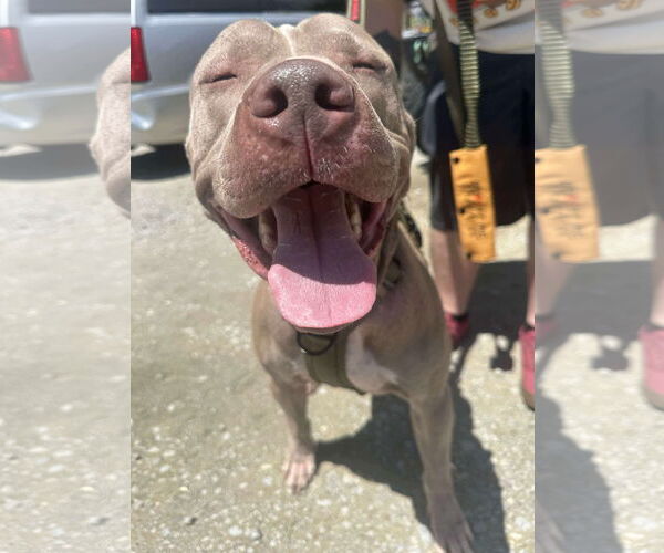 Medium Photo #1 American Pit Bull Terrier-Unknown Mix Puppy For Sale in Germantown, OH, USA