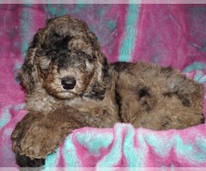Labradoodle Puppy for sale in LA HABRA, CA, USA