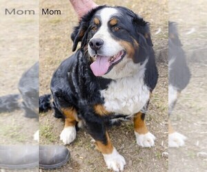 Mother of the Bernese Mountain Dog puppies born on 03/01/2022