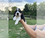 Puppy Puppy 6 Basset Hound