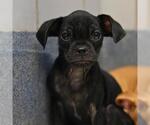 Small Pug Mix