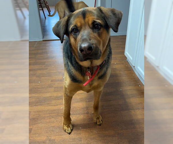 Medium Photo #1 Mutt Puppy For Sale in Lake Wylie, SC, USA