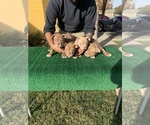 Small Photo #1 American Bully Puppy For Sale in STKN, CA, USA