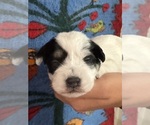 Small #5 Pembroke Welsh Corgi-Poodle (Miniature) Mix