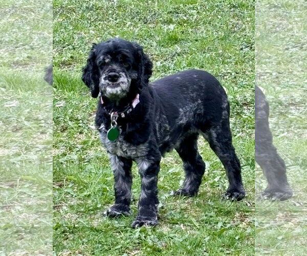 Medium Photo #2 Cocker Spaniel Puppy For Sale in St. Louis Park, MN, USA