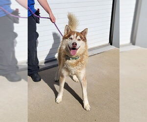 Siberian Husky Dogs for adoption in Louisville, KY, USA
