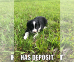 Small Photo #5 Border Collie Puppy For Sale in JEFFERSON, OH, USA
