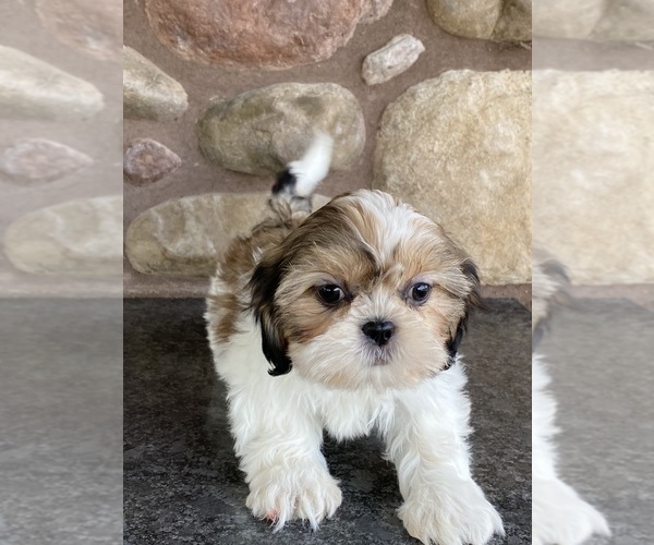 Medium Photo #7 Shih Tzu Puppy For Sale in CANOGA, NY, USA