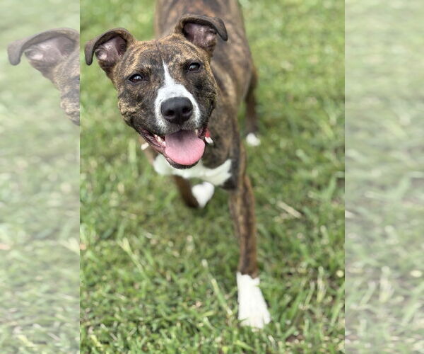 Medium Photo #1 American Pit Bull Terrier-Unknown Mix Puppy For Sale in Virginia Beach, VA, USA
