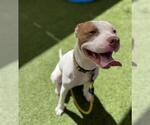 Small #2 American Pit Bull Terrier Mix