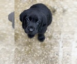 Small #5 Labrador Retriever
