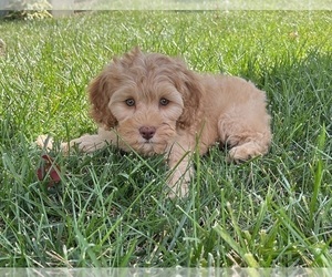 Cavapoo Puppy for sale in GREENWOOD, IN, USA