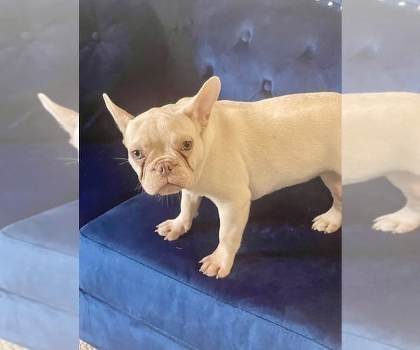 Medium Photo #23 French Bulldog Puppy For Sale in ORLANDO, FL, USA