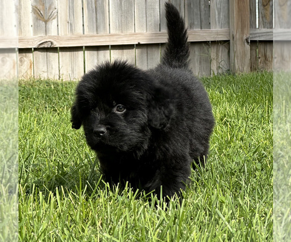 Medium Photo #49 Newfoundland Puppy For Sale in CAMBRIDGE, NE, USA