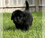 Small #5 Newfoundland