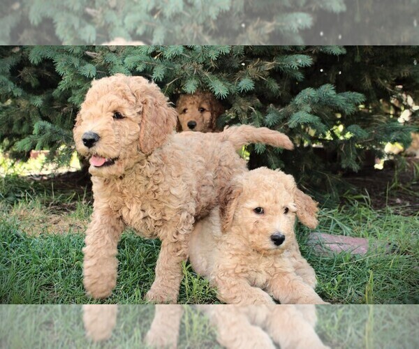 Medium Photo #29 Goldendoodle Puppy For Sale in COLORADO SPRINGS, CO, USA