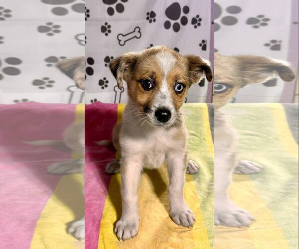 Medium Photo #3 Australian Shepherd-Unknown Mix Puppy For Sale in SHERBURNE, NY, USA