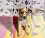 Small #2 Australian Shepherd Mix
