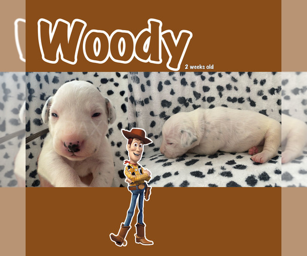 Medium Photo #3 Dalmatian Puppy For Sale in HIGHLAND, IL, USA