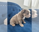 Small Photo #31 English Bulldog Puppy For Sale in CHARLOTTESVILLE, VA, USA