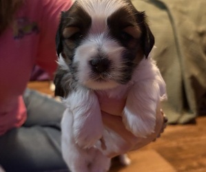Medium Shorkie Tzu