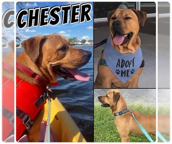 Medium Photo #25 Labrador Retriever-Unknown Mix Puppy For Sale in Pompano Beach , FL, USA