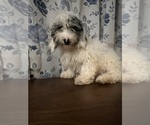 Small #5 Cavapoo-Poodle (Miniature) Mix