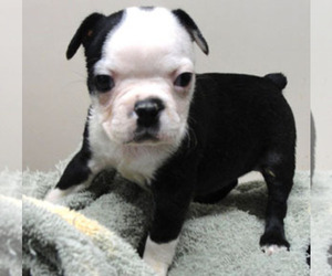 Boston Terrier Puppy for sale in CRKD RVR RNCH, OR, USA
